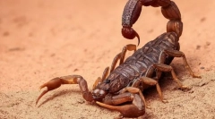 Які тварини мають синю кров?